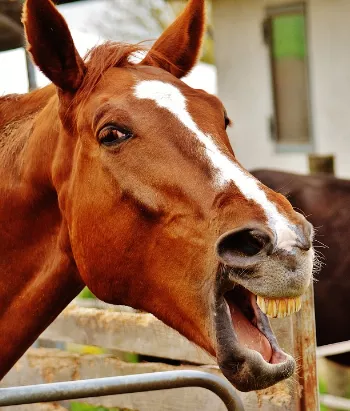 Humorism funny horse